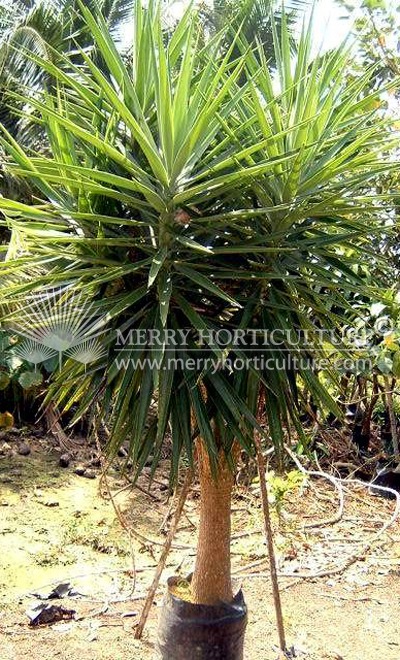 Yucca elephantipes (multi branching)